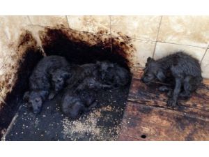 Belediyeden Köpek Temizliği Operasyonu