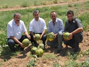 Hacıbekir Kavunu Şereflikoçhisar Adına Tescillenecek