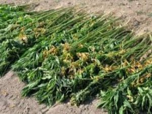 Sarayönü'nde 227 kök Hint keneviri ele geçirildi