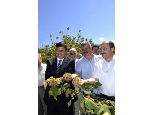 Fındık Hasadı Bayramı'nda İlk Mahsuller Toplandı