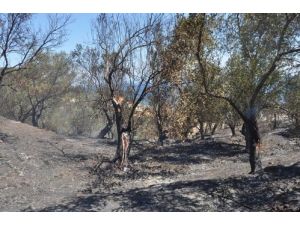 Edremit Körfezi Bayrama Yangınla Uyandı