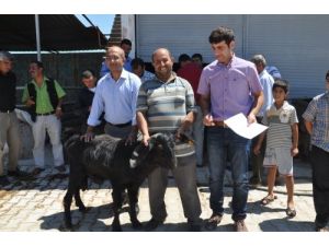 Reyhanlı'da Besicilere Damızlık Keçi Dağıtıldı