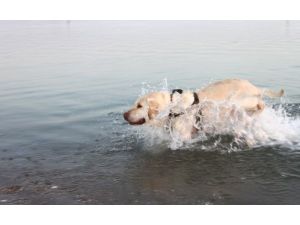 Sıcaktan Bunalan Köpek Denizde Serinledi