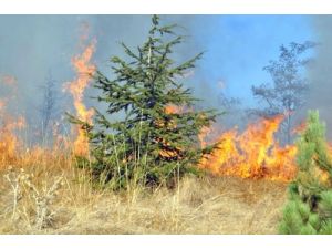 Çayıralan’da Çıkan Yangında 100 Dönüm Ormanlık Alan Yandı