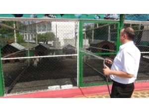 Sıcaktan Bunalan Hayvanlar Hortumla Serinletiliyor