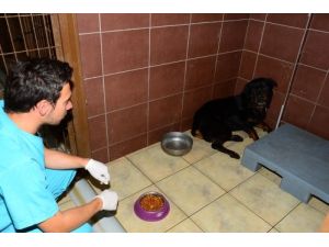 Köpeği Yangından Belediye Ekipleri Kurtardı