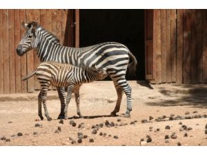 Türkiye’deki Hayvanat Bahçeleri İçerisinde İlk Kez Bir Zebra Doğum Yaptı