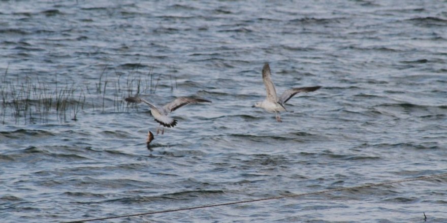 Beyşehir Gölü’nde martıların balık mücadelesi