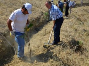 Büyük Erbaa Buluşmasında Fidan Dikildi