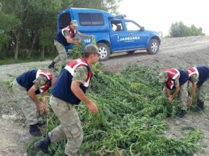 Erzurum'da 20 Bin Kök Hint Keneviri Ele Geçirildi