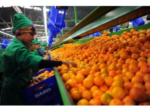 Mandalina Üreticileri Birliği Kanada’da Tanıtıldı