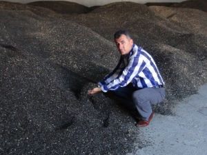 Ayçiçeği Fiyatı Düştü Çiftçi Tedirgin