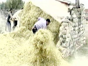 Saman altından 2.5 kilo esrar çıktı