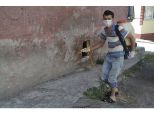 Alaplı’da Haşerelere Karşı İlaçlama Yapılıyor