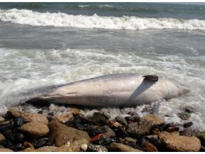 Yunus Balığı Karaya Vurdu