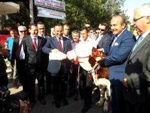 Başbakan Yardımcısı Bekir Bozdağ, Biberonla Buzağı Besledi