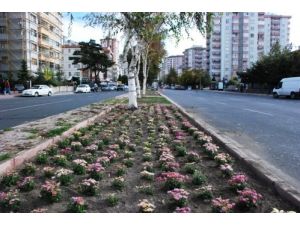 Melikgazi Belediyesi 25 Bin Meyve Fidanı Dağıtacak