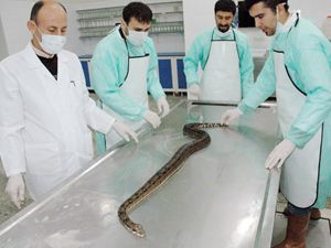 Boğa ve piton yılanına otopsi yapıldı