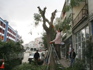 Ereğli'de ağaçlar budanıyor