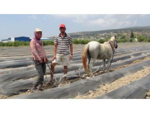 Silifke'de Çilek Fide Dikimi Başladı