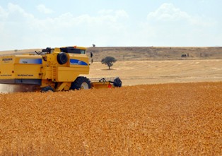 Akşehir'de aspir hasadı tarla günü