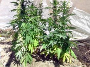 Şehrin Ortasında Hint Keneviri Yetiştiren 2 Kardeş Gözaltına Alındı