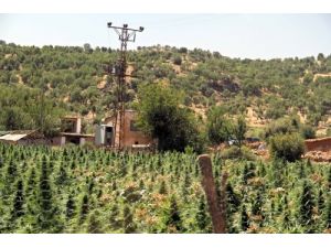 Diyarbakır’da Esrar Tarlalarına Operasyon Başlatıldı