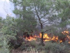 Konya'da Orman Yangını