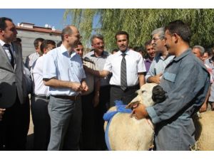 Aksaray’da Çiftçilere 104 Damızlık Koç Dağıtıldı