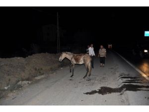 Ata Çarpıp Kaçtı, Başka Sürücüler Yardım Etti