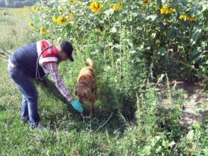 Erzurum'da Bir Milyon Dişi Hint Keneviri Ele Geçirildi