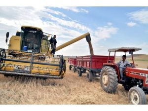 Ziraat Odası Başkanı Yılmaz: Sertifikalı Tohum Kullanımı Üründe Verimi Artırır