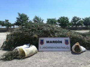 Mardin’de 6 Bin 300 Kök Hint Keneviri Ele Geçirildi