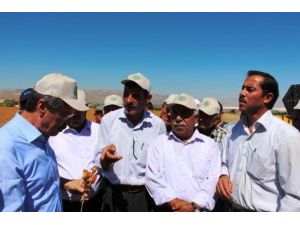 Kayseri Şeker Fabrikası İlk Aspir Hasadını Yaptı