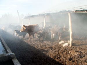 20 büyükbaş hayvan telef olmaktan son anda kurtarıldı