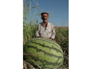 Festival De Olmasa Diyarbakır Karpuzu Tarihe Karışacak
