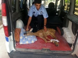 Yaralı Karacaya Zabıta Şefkati