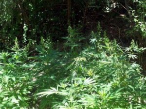 Konya'da 630 Kök Hint Keneviri Ele Geçirildi