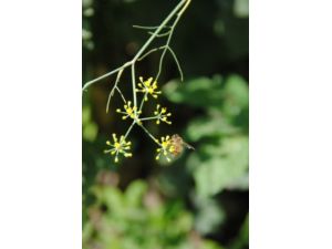 Kekik Balı Üretiminde Yüzde 25 Artış Bekleniyor