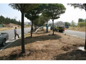 Bozüyük’te Ağaçlar Hastalıklara Karşı Kireçlenerek İlaçlanıyor