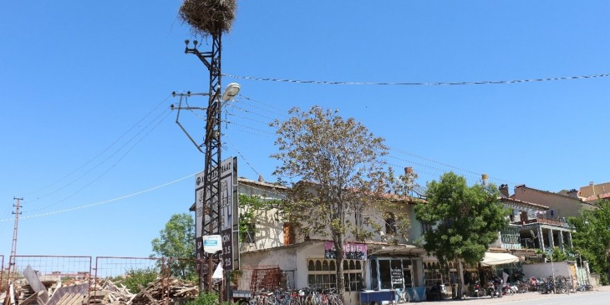 40 yıldır aynı elektrik direğinde konaklıyorlar