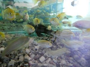 Dekan Atamanalp, Hasad Su Ürünleri Dergisi'nin Editörlüğünü Yapacak