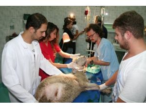 Kurdun Yaraladığı Kuzu, Tedavi Edildi