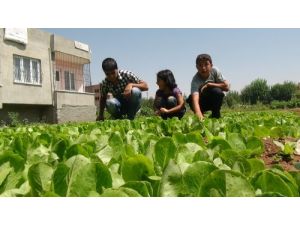 Batman'da Çiftçiler Çilekten Sonra Marul Üretimine De Başladı