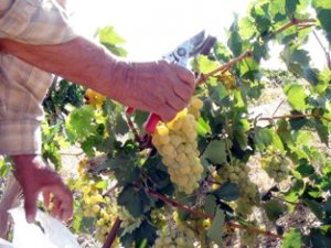 Yetiştirdiği üzümleri satışa çıkardı