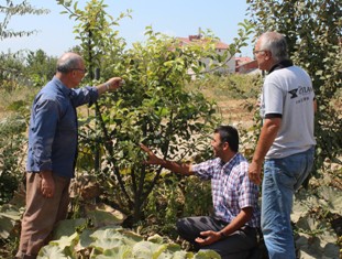 Mevsimini şaşıran elma ağacı çiçek açtı