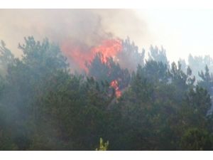 Amasya’da Çıkan Yangında 5 Hektar Orman Kül Oldu