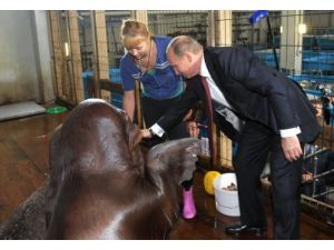 Putin G20 Öncesi Kaplan Ve Yunuslarla Stres Attı