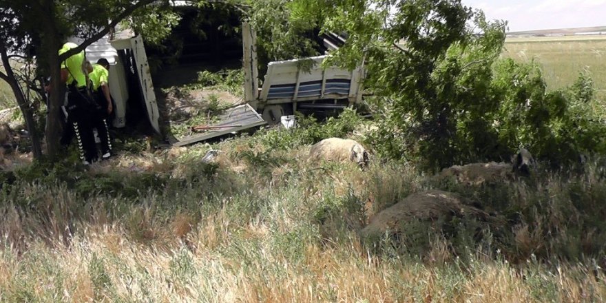 Koyun yüklü kamyonet devrildi: 2 yaralı