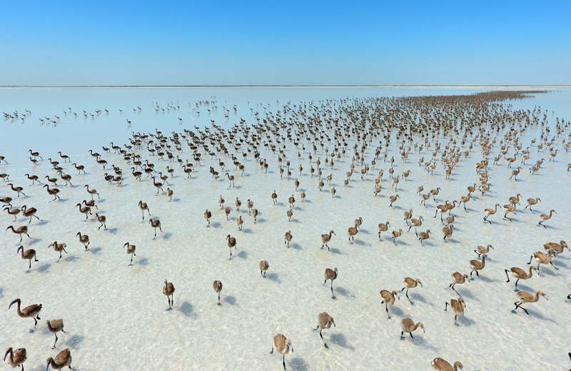 Tuz Gölü flamingolarla bir başka güzel oluyor